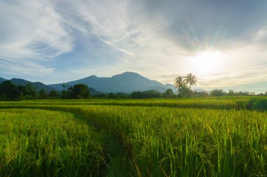 Beautiful morning view indonesia Panorama Landscape paddy fields with beauty color and sky natural light