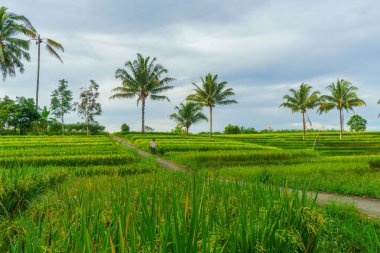 Beautiful morning view indonesia Panorama Landscape paddy fields with beauty color and sky natural light