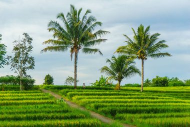 Beautiful morning view indonesia Panorama Landscape paddy fields with beauty color and sky natural light