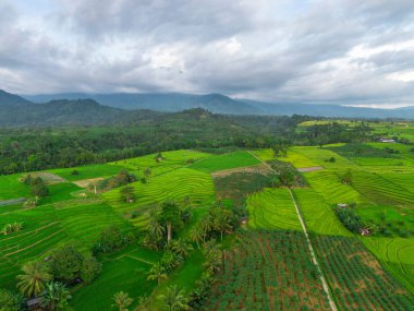 Beautiful morning view indonesia Panorama Landscape paddy fields with beauty color and sky natural light