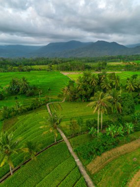 Beautiful morning view indonesia Panorama Landscape paddy fields with beauty color and sky natural light