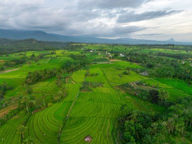 Beautiful morning view indonesia Panorama Landscape paddy fields with beauty color and sky natural light