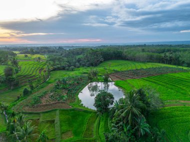 Beautiful morning view indonesia Panorama Landscape paddy fields with beauty color and sky natural light