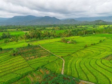 Beautiful morning view indonesia Panorama Landscape paddy fields with beauty color and sky natural light