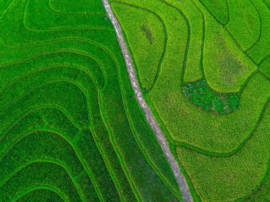 Beautiful morning view indonesia Panorama Landscape paddy fields with beauty color and sky natural light