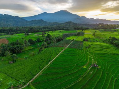 Beautiful morning view indonesia Panorama Landscape paddy fields with beauty color and sky natural light