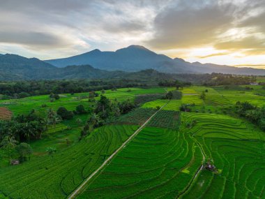 Beautiful morning view indonesia Panorama Landscape paddy fields with beauty color and sky natural light