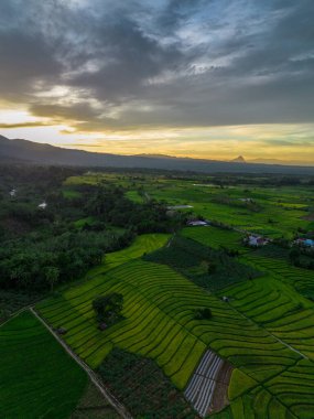 Beautiful morning view indonesia Panorama Landscape paddy fields with beauty color and sky natural light