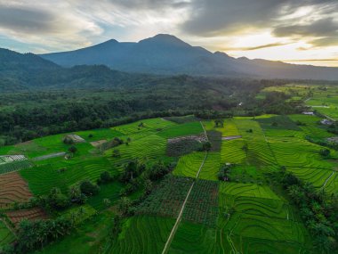 Beautiful morning view indonesia Panorama Landscape paddy fields with beauty color and sky natural light