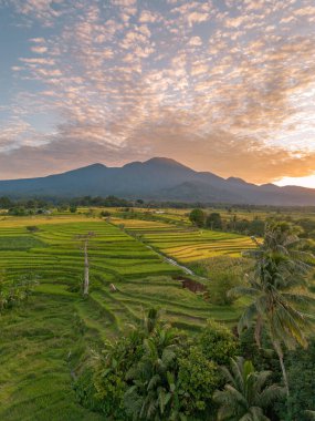 Beautiful morning view indonesia Panorama Landscape paddy fields with beauty color and sky natural light