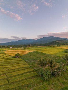 Beautiful morning view indonesia Panorama Landscape paddy fields with beauty color and sky natural light