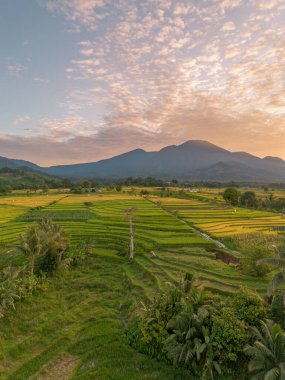 Beautiful morning view indonesia Panorama Landscape paddy fields with beauty color and sky natural light