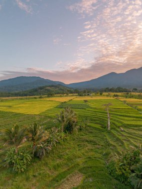 Beautiful morning view indonesia Panorama Landscape paddy fields with beauty color and sky natural light