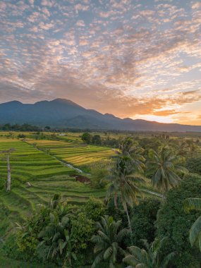 Beautiful morning view indonesia Panorama Landscape paddy fields with beauty color and sky natural light