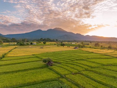 Beautiful morning view indonesia Panorama Landscape paddy fields with beauty color and sky natural light