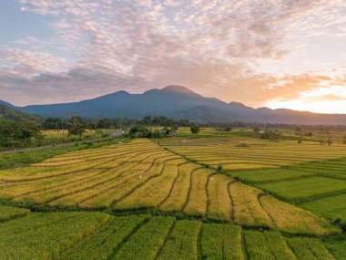 Beautiful morning view indonesia Panorama Landscape paddy fields with beauty color and sky natural light
