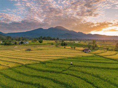 Beautiful morning view indonesia Panorama Landscape paddy fields with beauty color and sky natural light