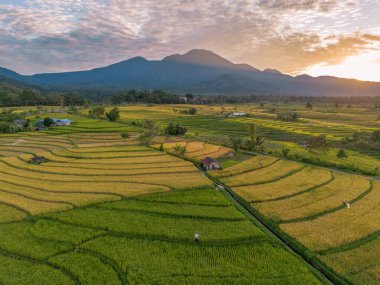 Beautiful morning view indonesia Panorama Landscape paddy fields with beauty color and sky natural light