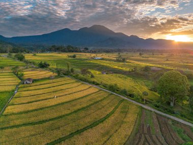 Beautiful morning view indonesia Panorama Landscape paddy fields with beauty color and sky natural light