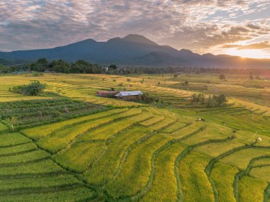 Beautiful morning view indonesia Panorama Landscape paddy fields with beauty color and sky natural light