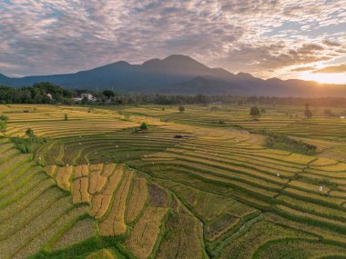 Beautiful morning view indonesia Panorama Landscape paddy fields with beauty color and sky natural light