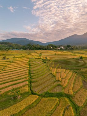 Beautiful morning view indonesia Panorama Landscape paddy fields with beauty color and sky natural light