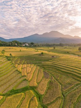 Beautiful morning view indonesia Panorama Landscape paddy fields with beauty color and sky natural light