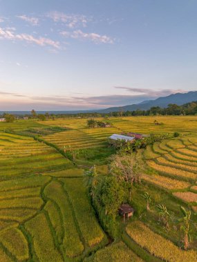 Beautiful morning view indonesia Panorama Landscape paddy fields with beauty color and sky natural light