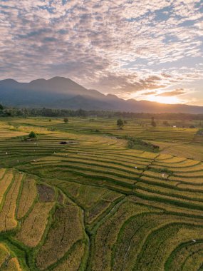 Beautiful morning view indonesia Panorama Landscape paddy fields with beauty color and sky natural light