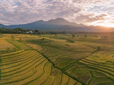 Beautiful morning view indonesia Panorama Landscape paddy fields with beauty color and sky natural light