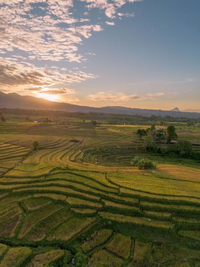 Beautiful morning view indonesia Panorama Landscape paddy fields with beauty color and sky natural light