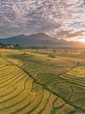 Beautiful morning view indonesia Panorama Landscape paddy fields with beauty color and sky natural light