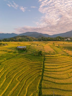 Beautiful morning view indonesia Panorama Landscape paddy fields with beauty color and sky natural light