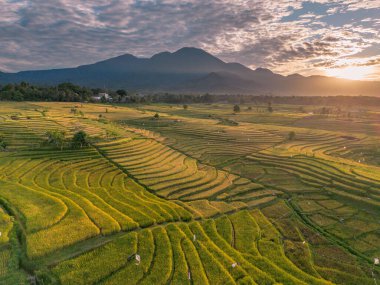 Beautiful morning view indonesia Panorama Landscape paddy fields with beauty color and sky natural light