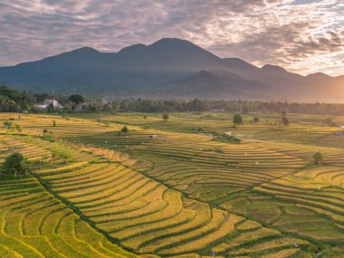 Beautiful morning view indonesia Panorama Landscape paddy fields with beauty color and sky natural light