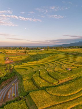 Beautiful morning view indonesia Panorama Landscape paddy fields with beauty color and sky natural light