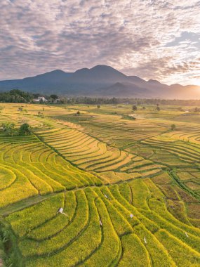 Beautiful morning view indonesia Panorama Landscape paddy fields with beauty color and sky natural light