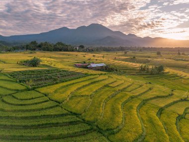 Beautiful morning view indonesia Panorama Landscape paddy fields with beauty color and sky natural light