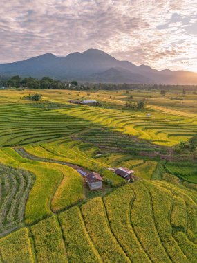 Beautiful morning view indonesia Panorama Landscape paddy fields with beauty color and sky natural light