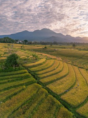 Beautiful morning view indonesia Panorama Landscape paddy fields with beauty color and sky natural light