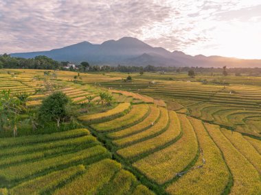 Beautiful morning view indonesia Panorama Landscape paddy fields with beauty color and sky natural light