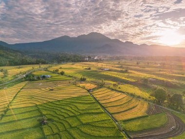 Beautiful morning view indonesia Panorama Landscape paddy fields with beauty color and sky natural light