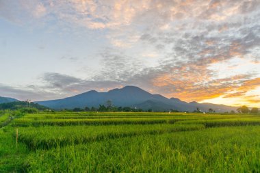 Beautiful morning view indonesia Panorama Landscape paddy fields with beauty color and sky natural light