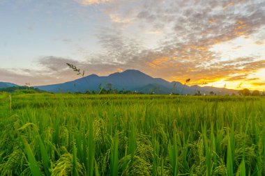 Beautiful morning view indonesia Panorama Landscape paddy fields with beauty color and sky natural light