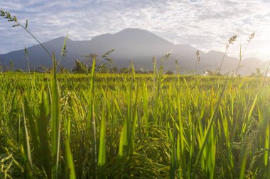 Beautiful morning view indonesia Panorama Landscape paddy fields with beauty color and sky natural light