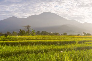 Beautiful morning view indonesia Panorama Landscape paddy fields with beauty color and sky natural light