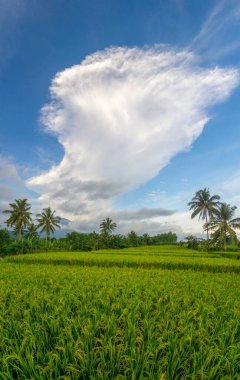 Beautiful morning view indonesia Panorama Landscape paddy fields with beauty color and sky natural light