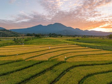 Beautiful morning view indonesia Panorama Landscape paddy fields with beauty color and sky natural light