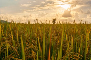 Beautiful morning view indonesia Panorama Landscape paddy fields with beauty color and sky natural light