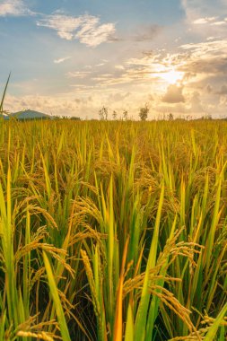 Beautiful morning view indonesia Panorama Landscape paddy fields with beauty color and sky natural light